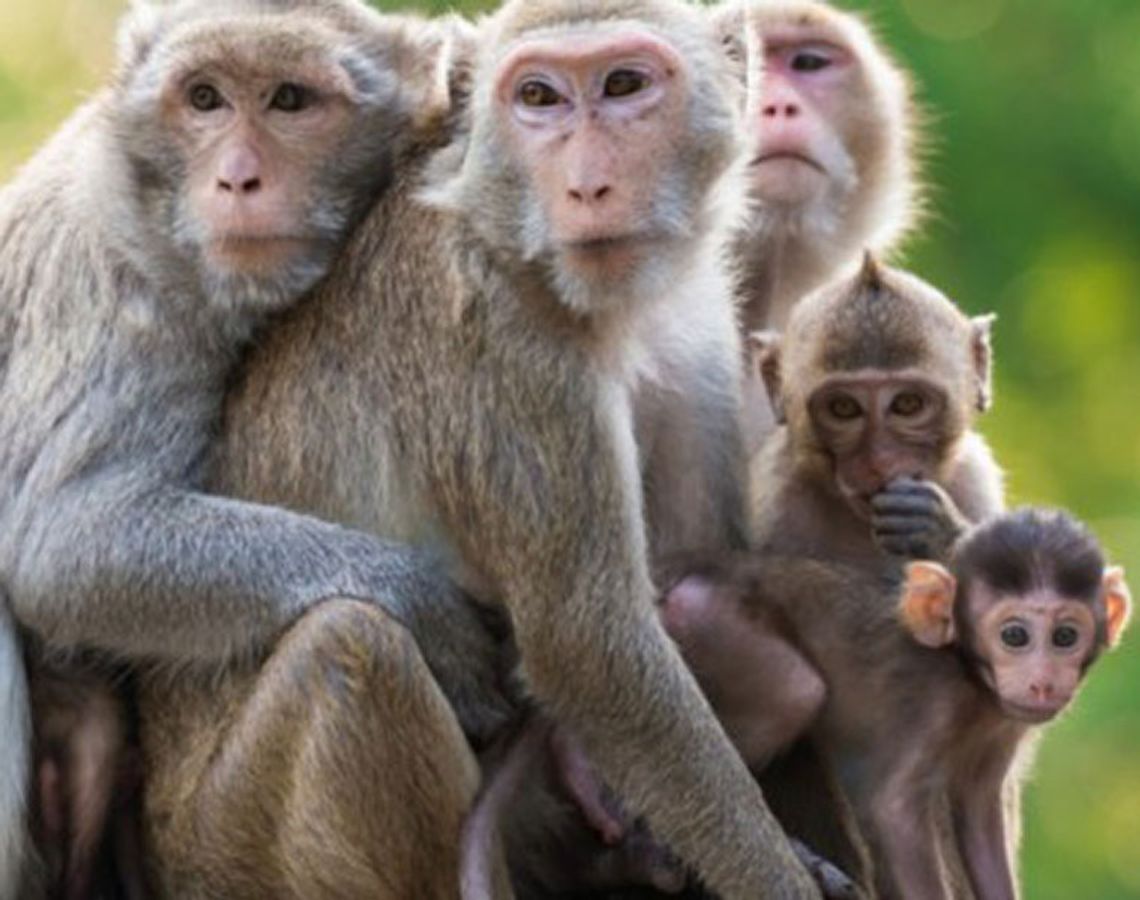 Over 30 monkeys poisoned to death, stuffed in gunny bags