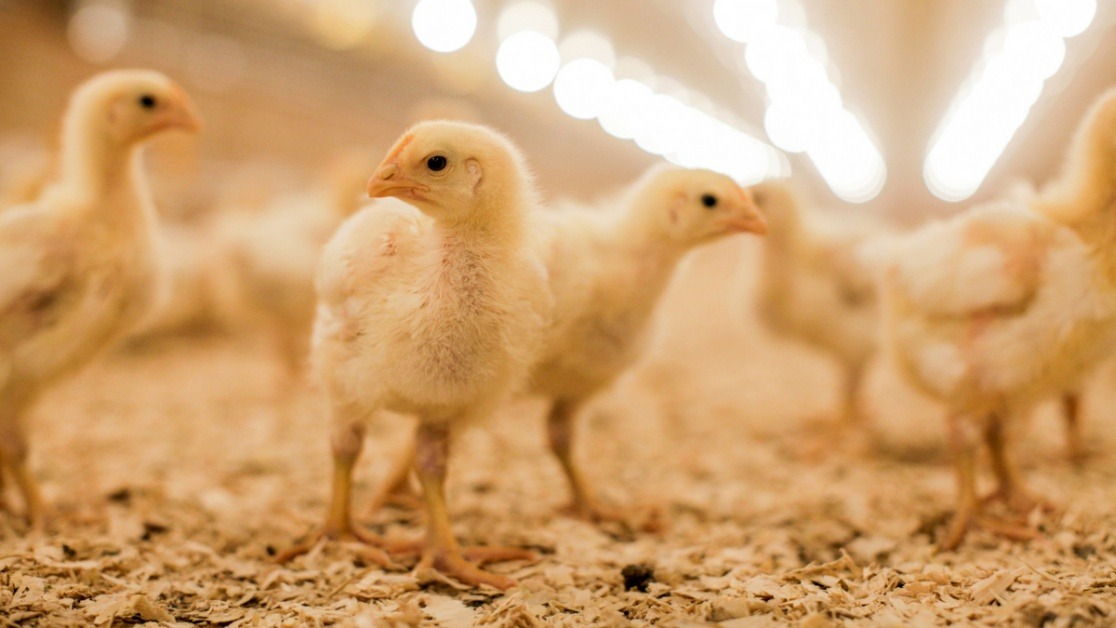 Bird Flu, Cooked Chicken And Eggs Are Safe For Health Know