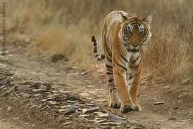 NTCA Cut Financial Assistance To Satkosia Tiger Reserve Project