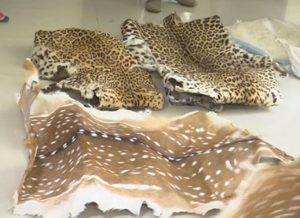 Forest Department Seized Tiger Skin And Held 3
