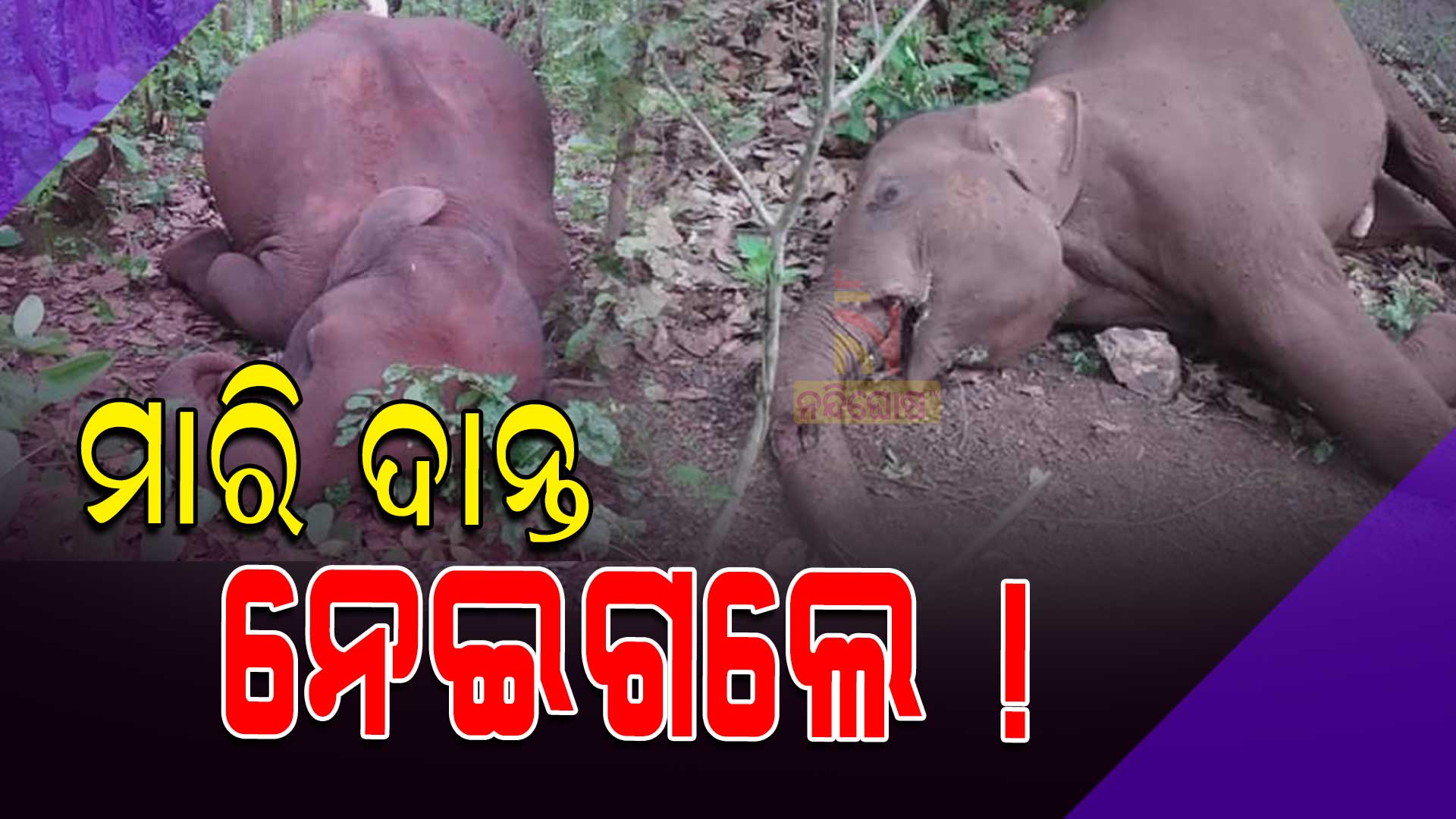 deadbody-of-two-elephant-found-in-joda