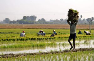 Nabard to Give 1.20 Lakh Crore Farmers Loan This Financial Year