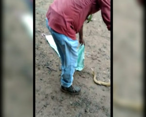 Bhubaneswar Snake