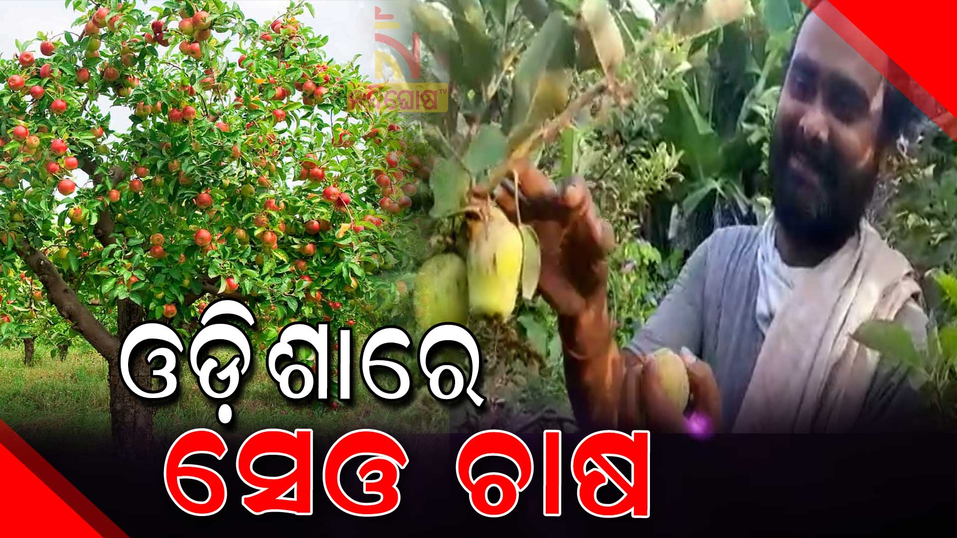 ଓଡି଼ଶାରେ-ସେଓ-ଚାଷ