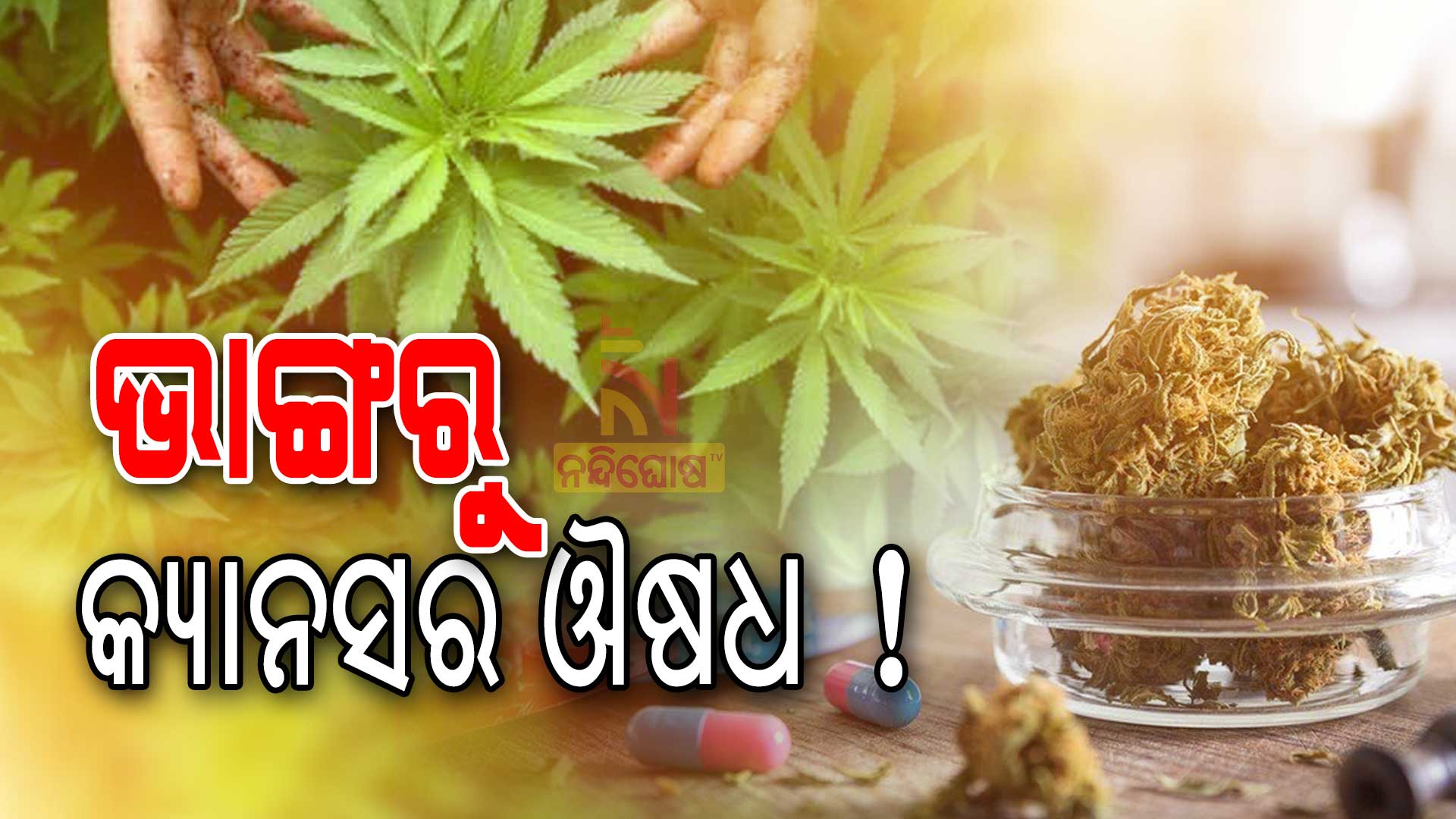 ଭାଙ୍ଗରୁ-କ୍ୟାନସର-ଔଷଧ-