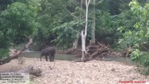 Elephant Death
