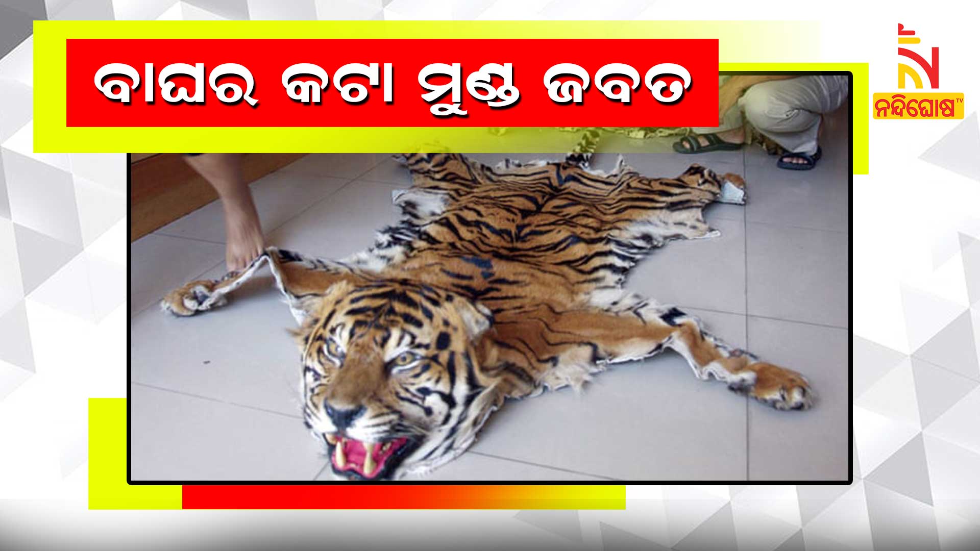 Forest Department Seized Tiger Skin And Held 3 Forest Department Seized Tiger Skin And Held 3