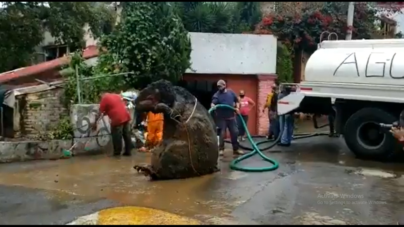 Mexico Giant Rat Found In Drain Video Viral In Social Media Mexico Giant Rat Found In Drain Video Viral In Social Media