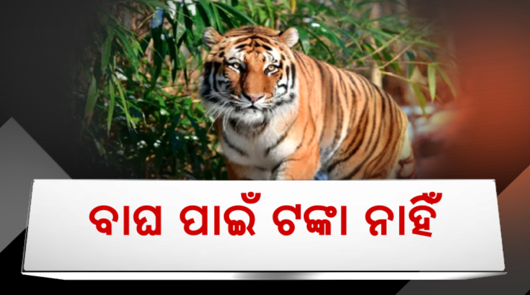 NTCA Cut Financial Assistance To Satkosia Tiger Reserve Project NTCA Cut Financial Assistance To Satkosia Tiger Reserve Project