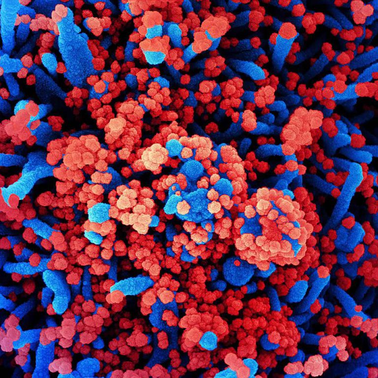 Triple Mutant Coronavirus B1618 Reported In India
