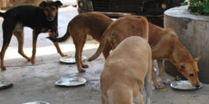 IIT Madras Opposes Food Given to Stray Dogs In Campus Students Opposing