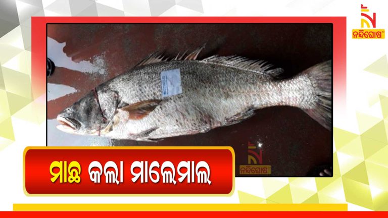 Rare Ghol Fish Sell At 6000 Rupees For KG In Dhamara