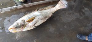 Rare Ghol Fish Sell At 6000 Rupees For KG In Dhamara 
