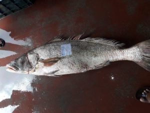 Rare Ghol Fish Sell At 6000 Rupees For KG In Dhamara 