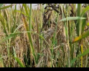 Harvesting Moment, Farmer Of Umerkote In Tension 