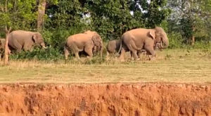 Cows Vs Elephants See Videos From Karanjia