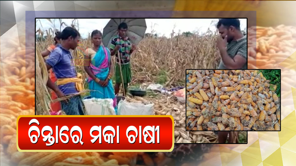Farmer Selling Corns In Low Price To Broker For No Mandi In Dharmagarh