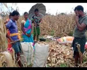 Farmer Selling Corns In Low Price To Broker For No Mandi In Dharmagarh