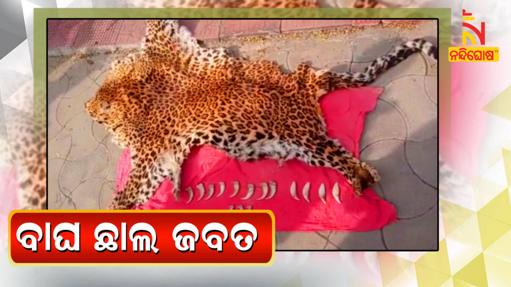 Joint Team Seized Leopard Skin From Bhatli, Held 3