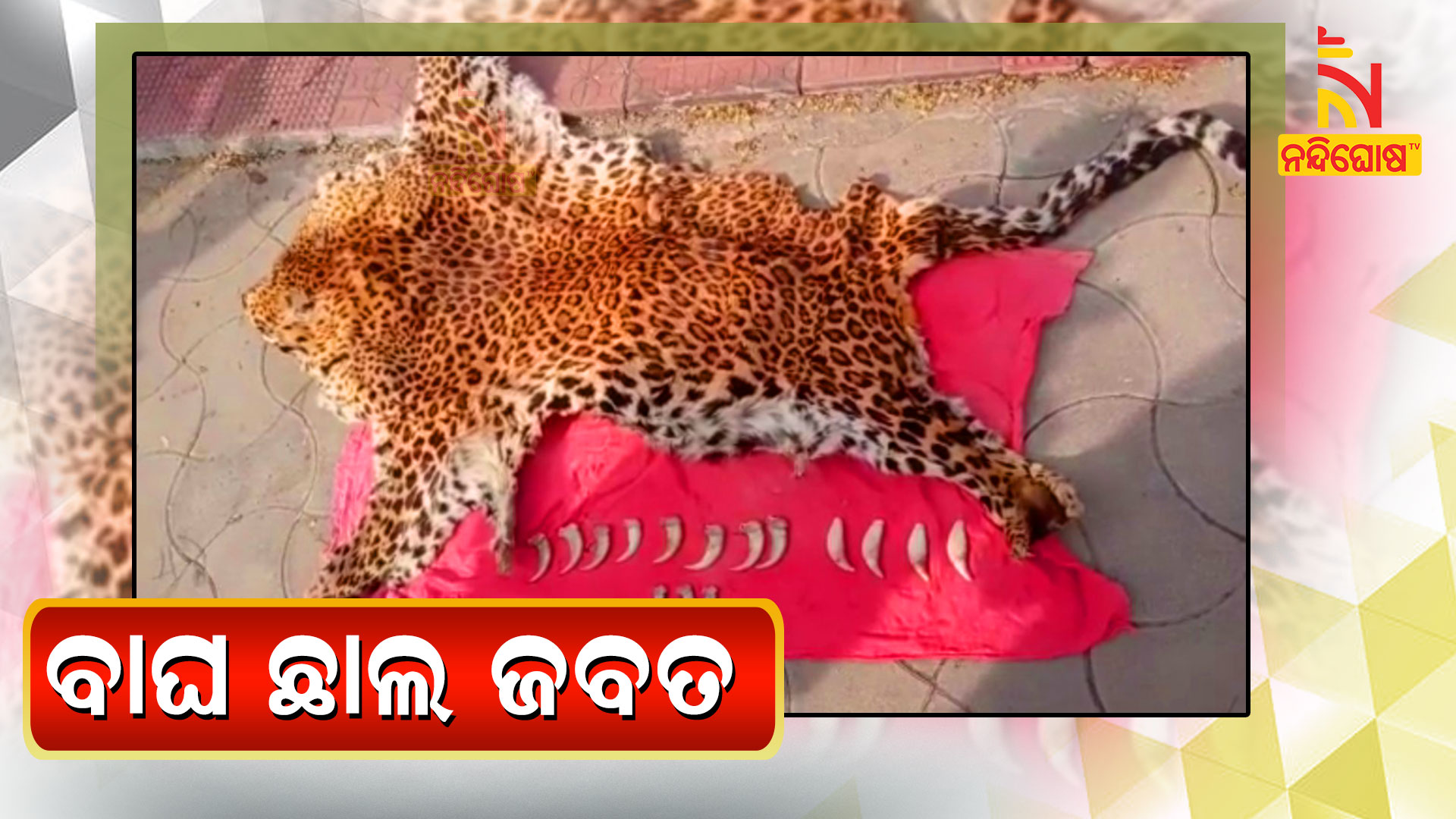 Joint Team Seized Leopard Skin From Bhatli, Held 3 Joint Team Seized Leopard Skin From Bhatli, Held 3