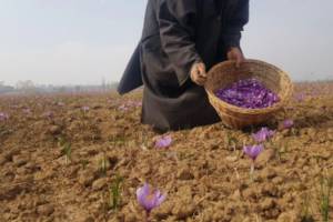 Saffron Harvesting Production Is Decreasing In Jammu Kashmir