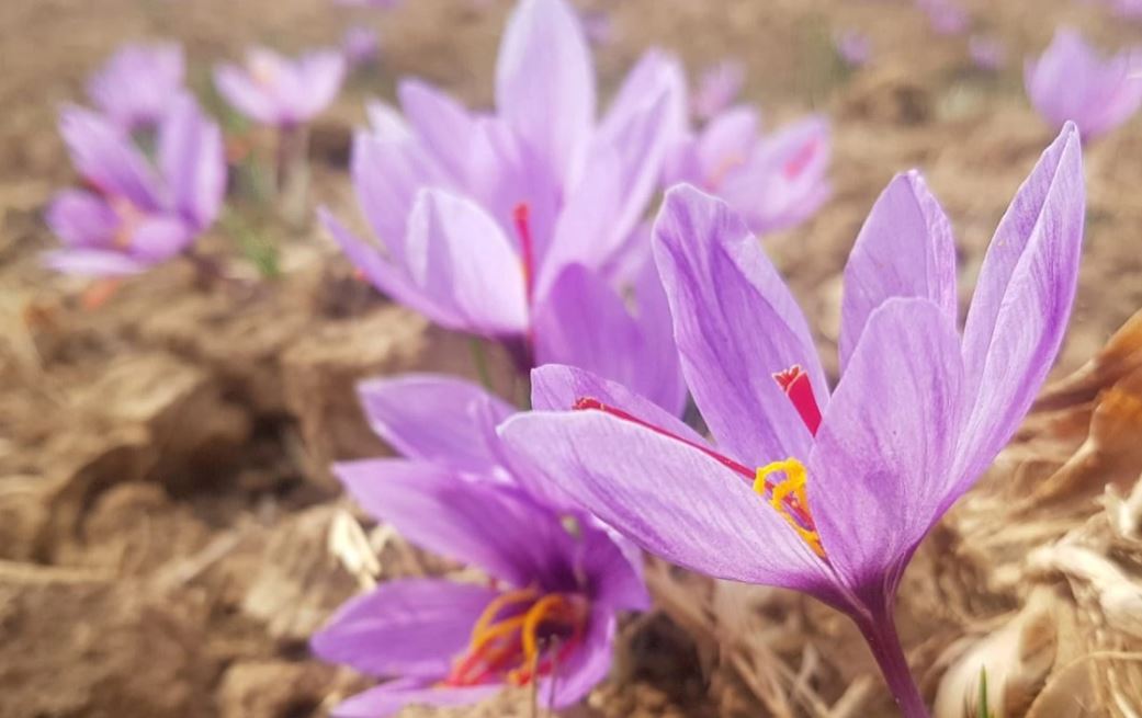 Saffron Harvesting Production Is Decreasing In Jammu Kashmir