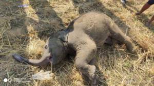 Baby Elephant Dead In Kantabanji Bolangir