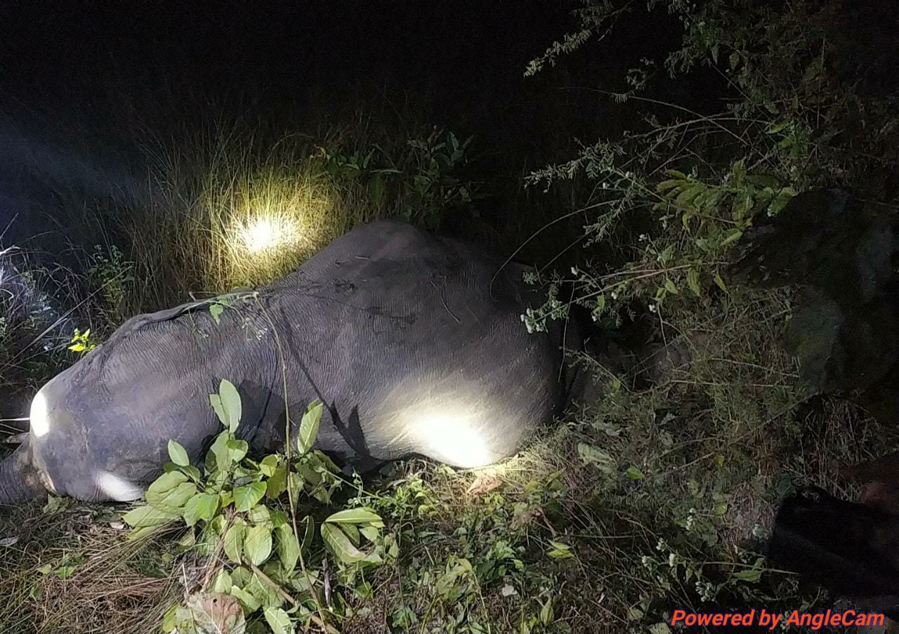 Elephant Killed In Jujumura Hit By BBSR RKl Intercity Express