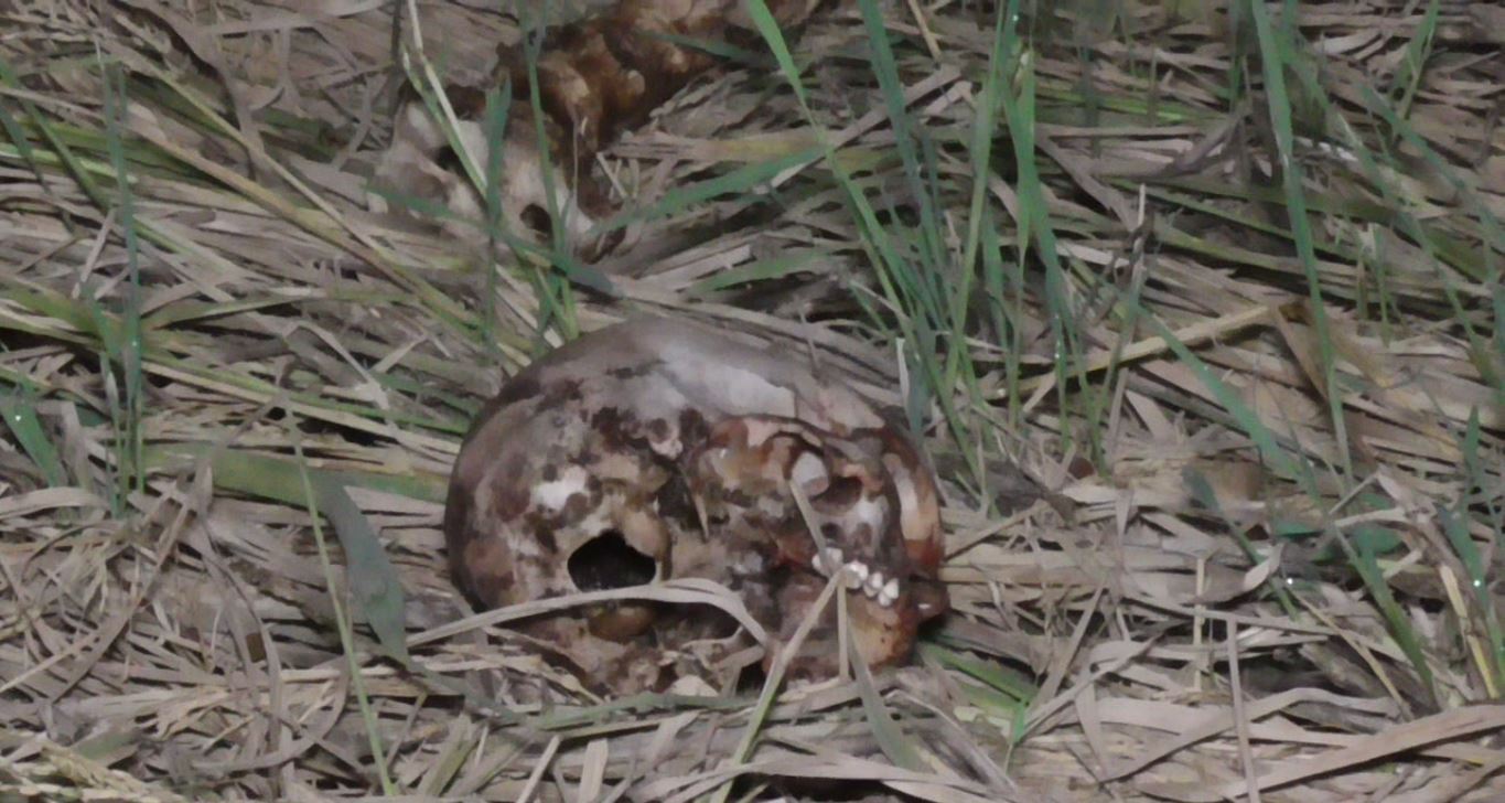 Skeleton Found From Paddy Field Of Ganjam Khallikote  