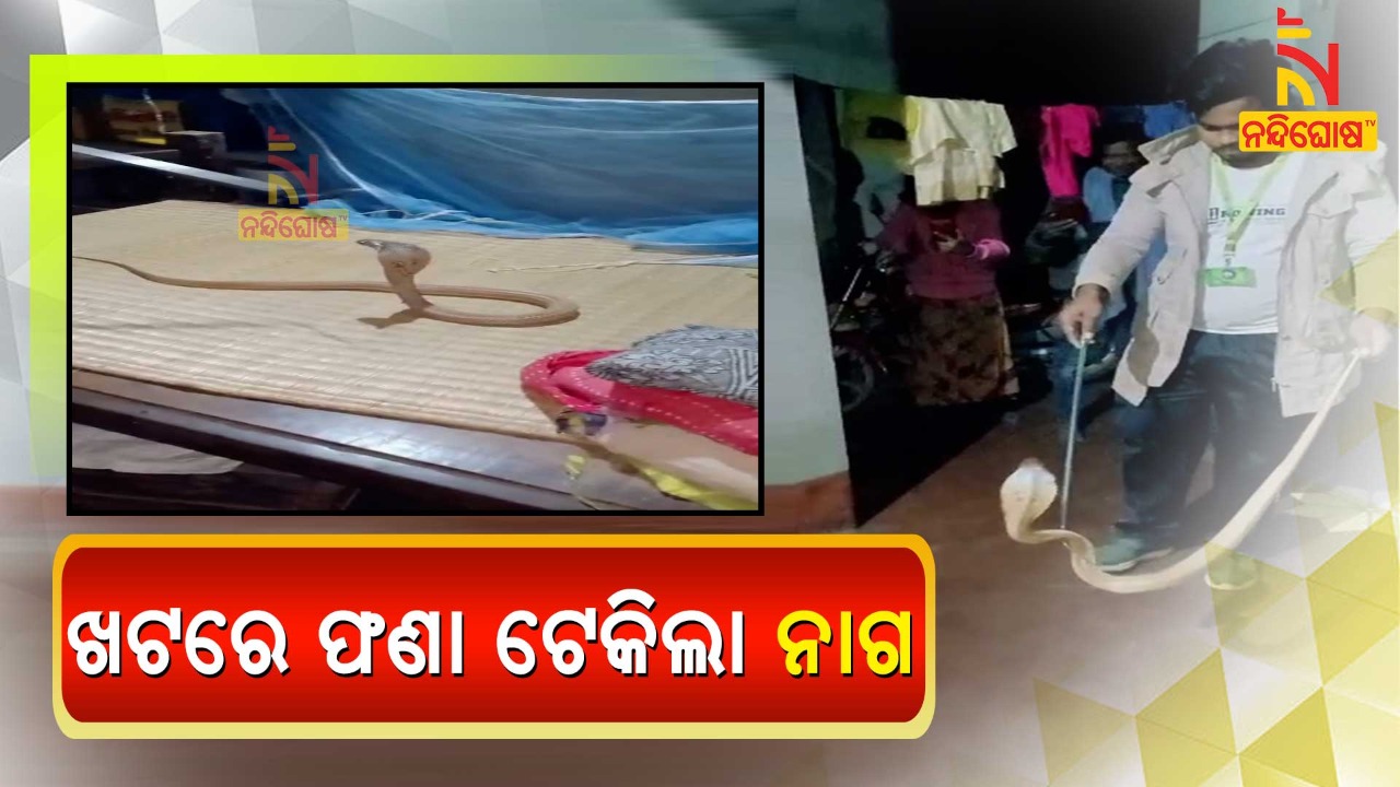 Snake Rescued Snake Rescued