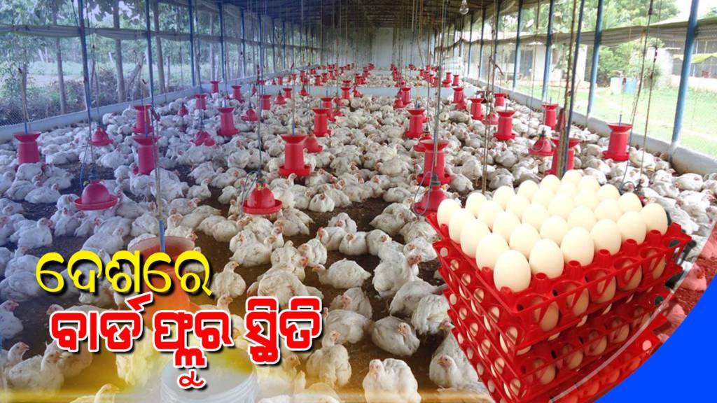 Bird Flu Cooked Chicken And Eggs Are Safe For Health Know
