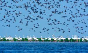 Birds Count In Chilika Lake Tomorrow