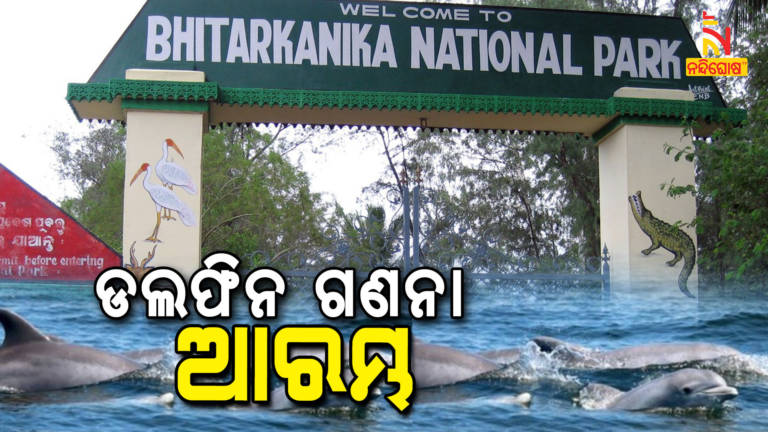 Counting Of Dolphin In Bhitarkanika Is Underway