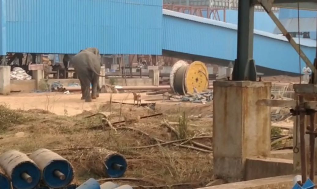 Elephant Terror In Premises Of Rungta Mines Dhenkanal