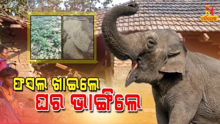 Elephant Terror In Telkoi Range Of Keounjhar