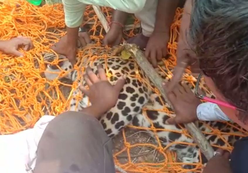 Forest Department Rescued Tiger From Net Ganjam