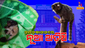 Marmoste Monkey Figure Rises To Seven In Nadankanan Zoo
