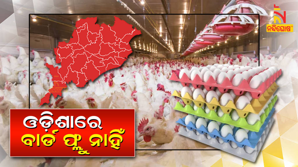 No Case Of Bird Flu Reported In Odisha