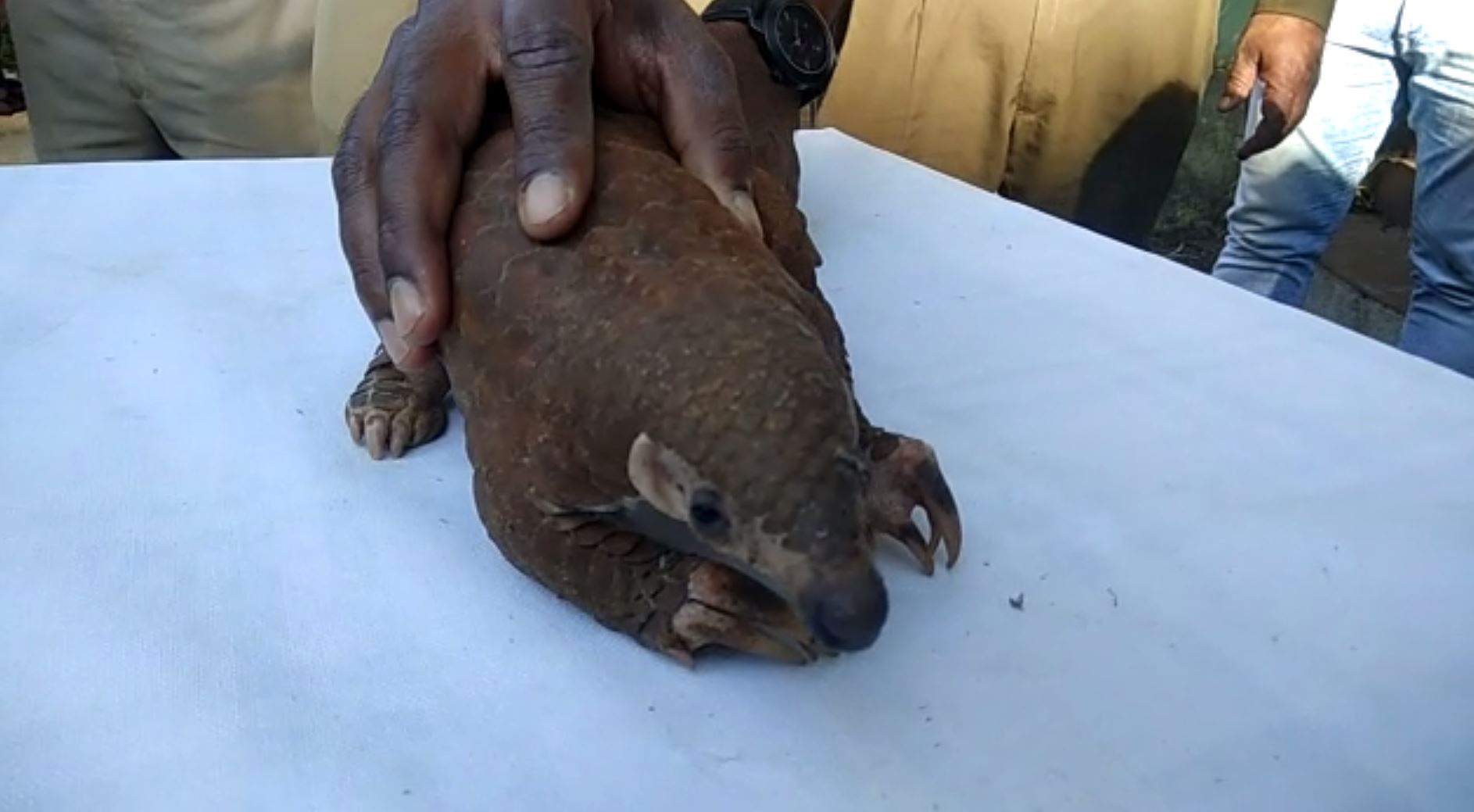 Pangolin Rescued In Jeypore, One Arrested