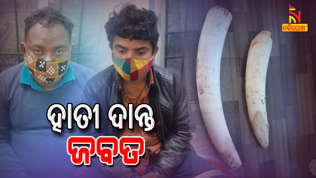STF Seized Two Elephant Tusk And Held Two In Sambalpur