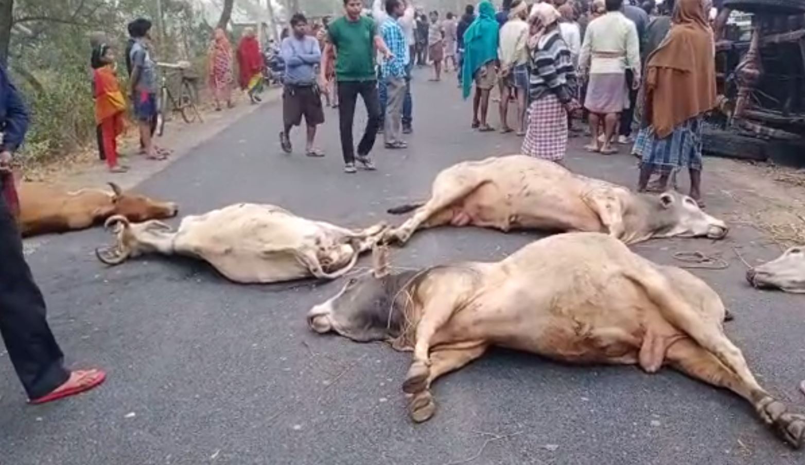 Vehicle Carrying Cattle Overturns In Bhadrak, 5 Cows Dies