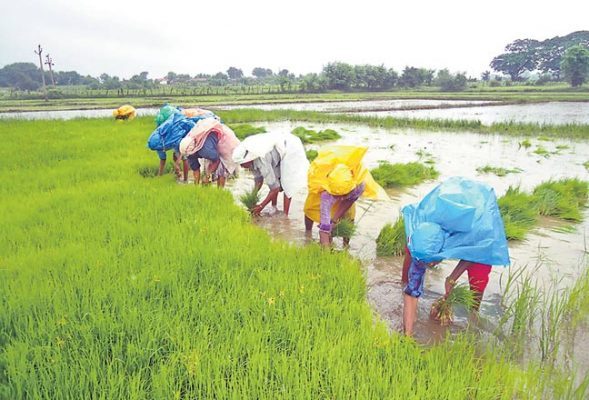 More Than 56 Lakh Farmer Benefited By Odisha Govt KALIA Scheme Each Year