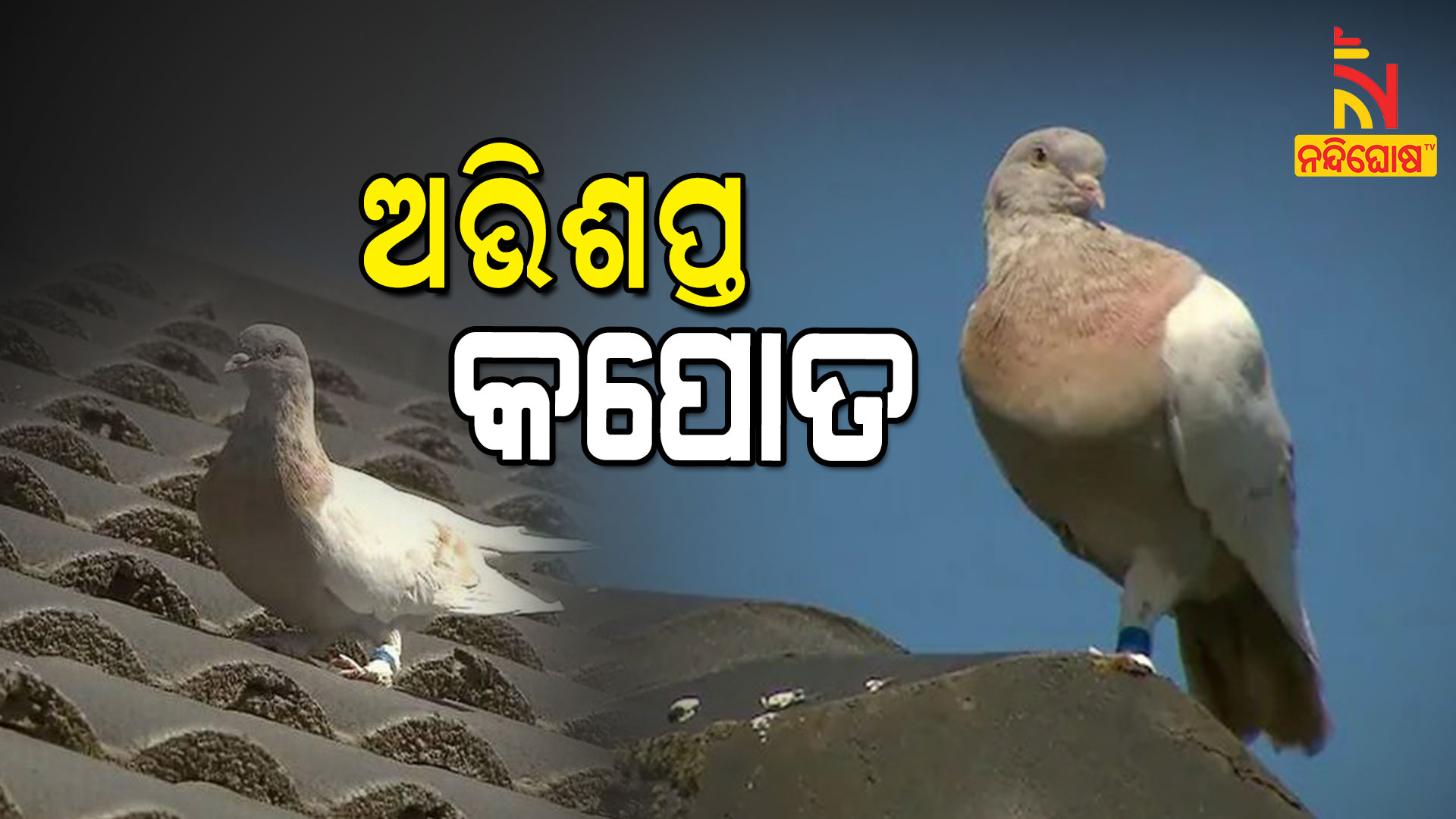 ଅଭିଶପ୍ତ-କପୋତ