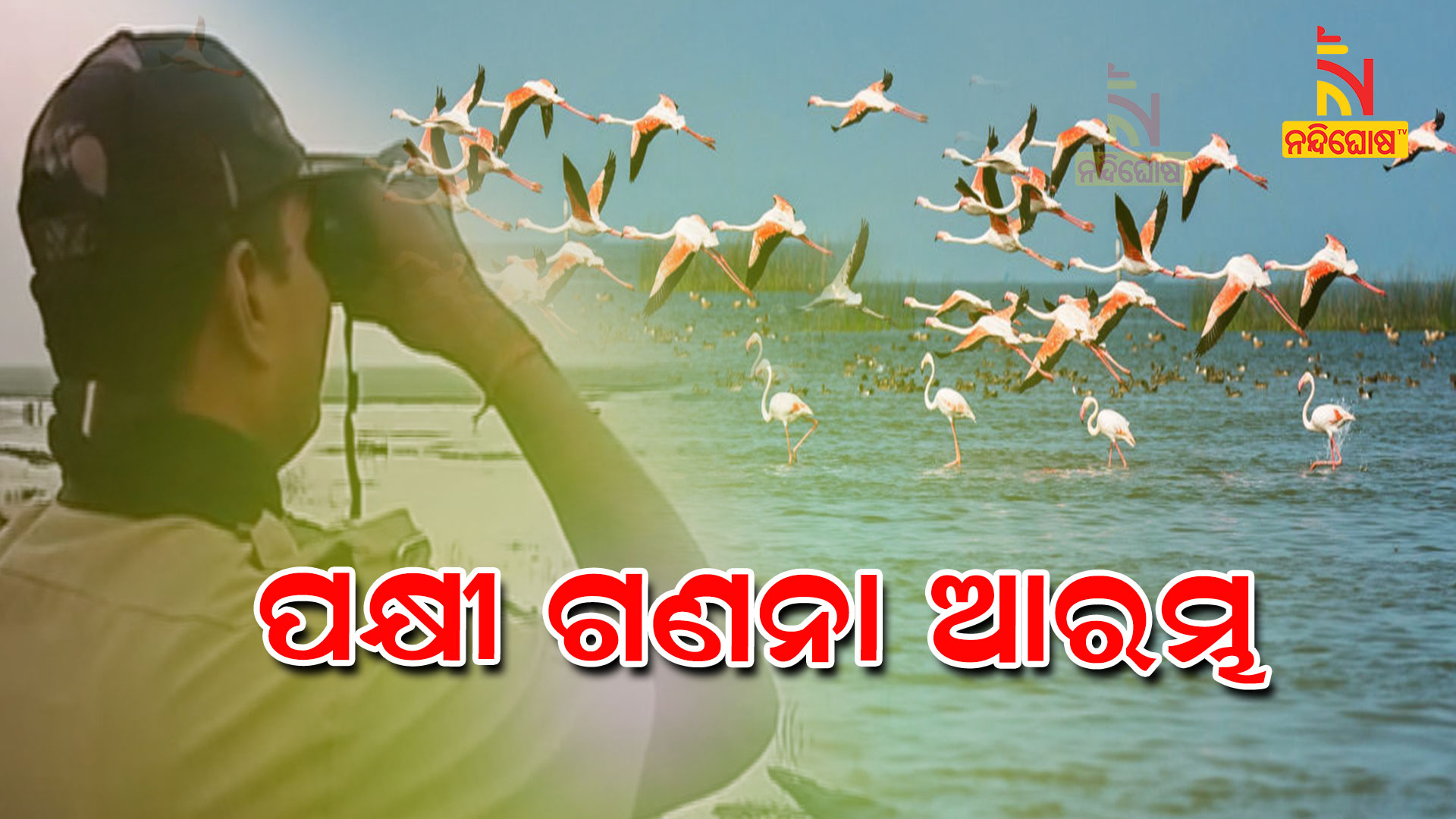 ପକ୍ଷୀ-ଗଣନା-ଆରମ୍ଭ