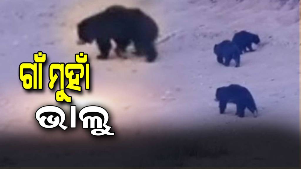 Four Bear Moving In Pond Side Road At Nabarangpur