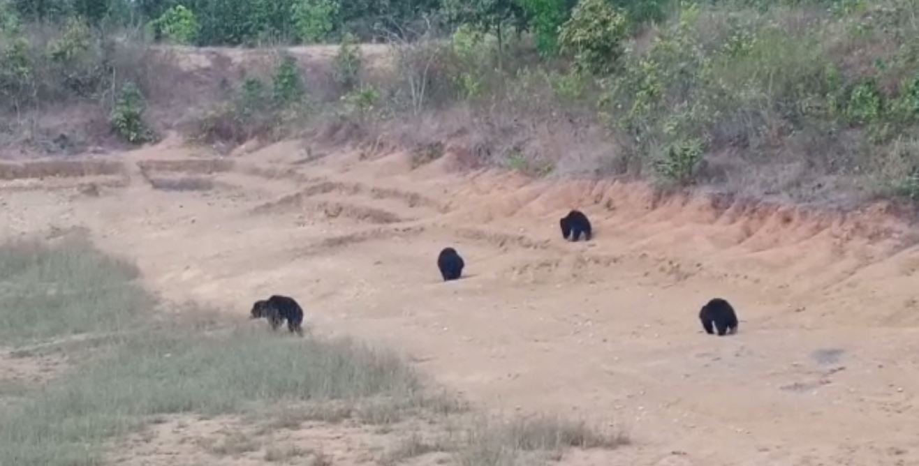 Four Bear Moving In Pond Side Road At Nabarangpur