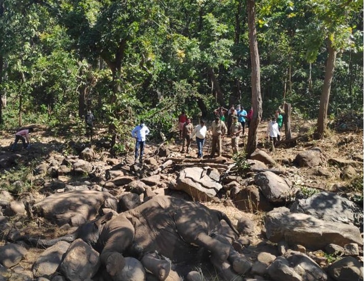 Four Elephant Dead Under 12 Days In Karlapat Wild Life Sanctuary Kalahandi