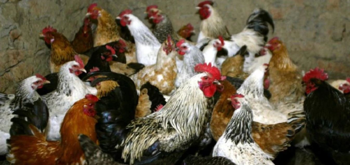 Russia Reports Worlds First Case Of Human Infection With H5N1 Bird Flu