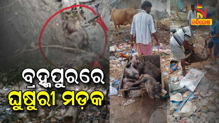 Several Pigs Death Between 8 Days In Berhampur Municipal Corporation