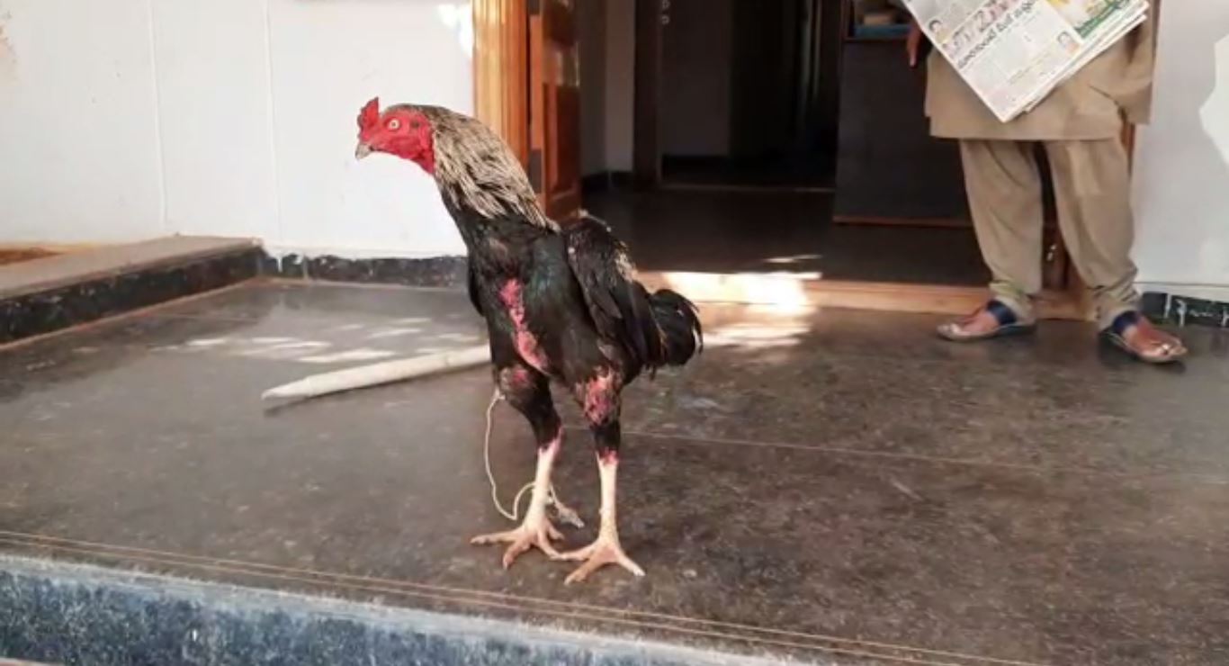 Cock Attacked With A Knife, Owner Died In Telangana 